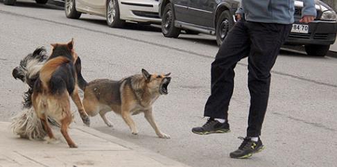 Perros sueltos en la calle: ¿Qué hay que hacer?